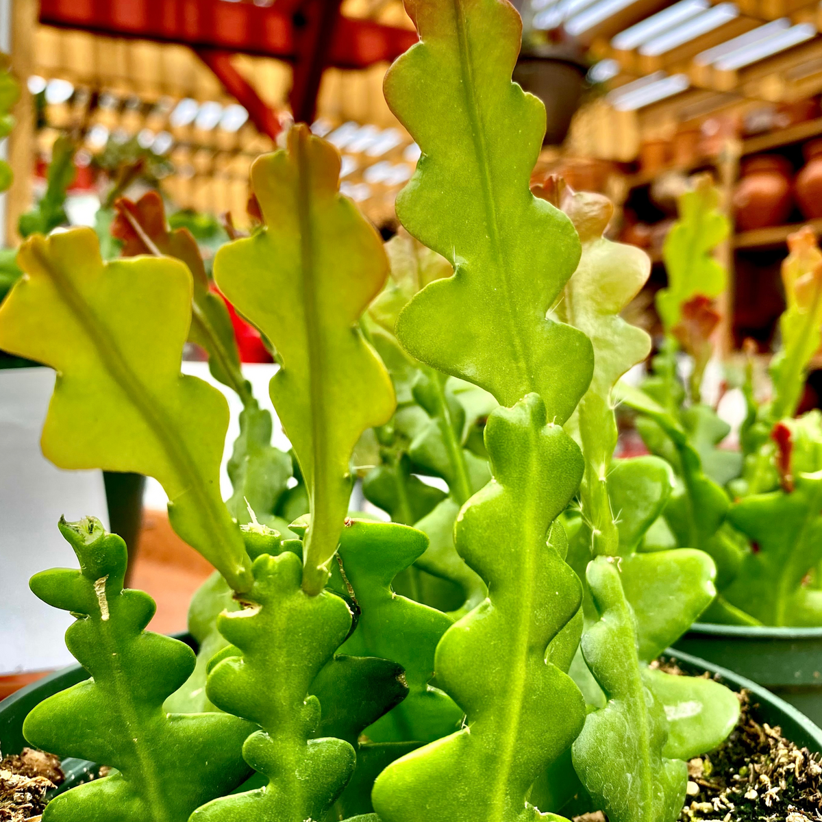Ric Rac Fishbone Trailing Cactus