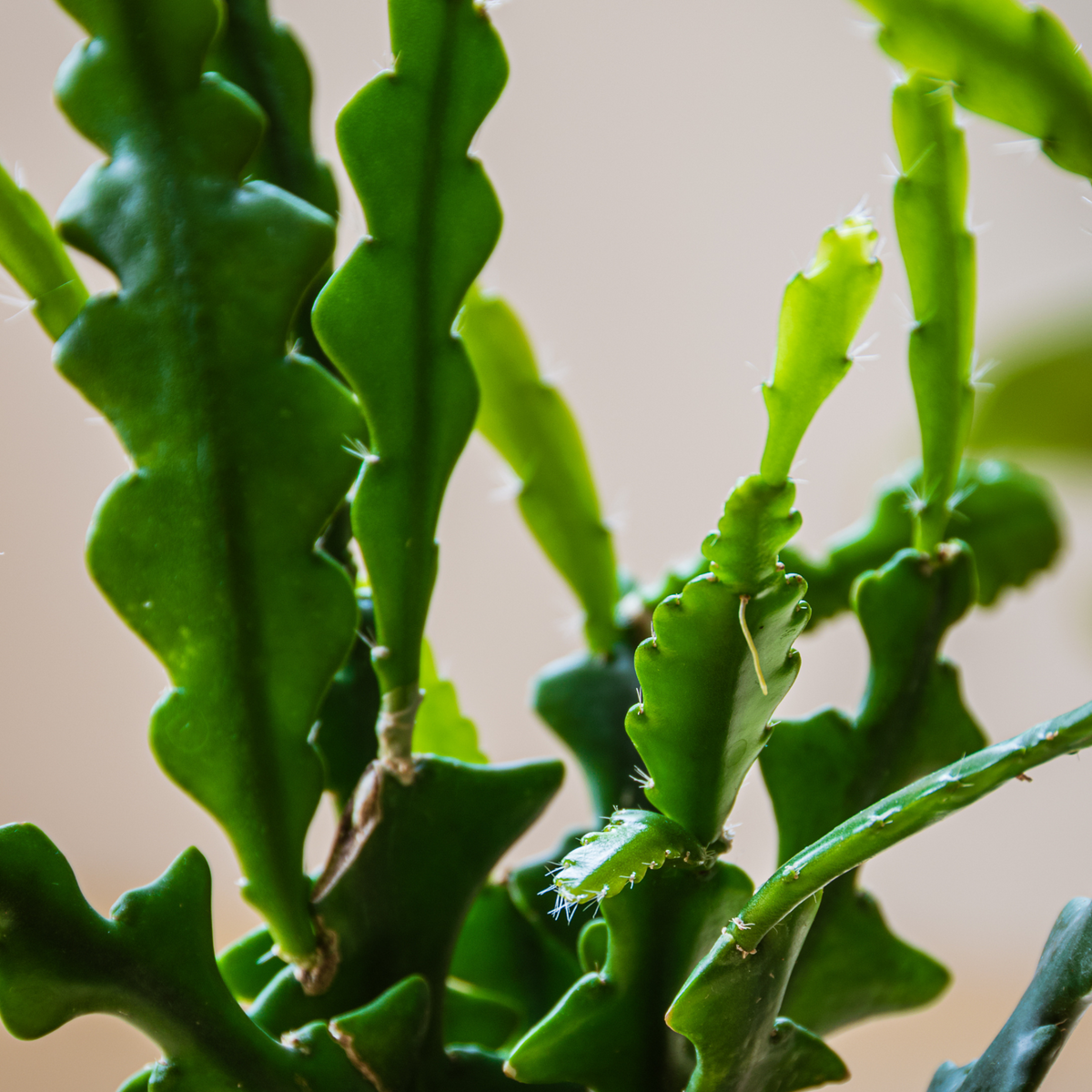 Ric Rac Fishbone Trailing Cactus