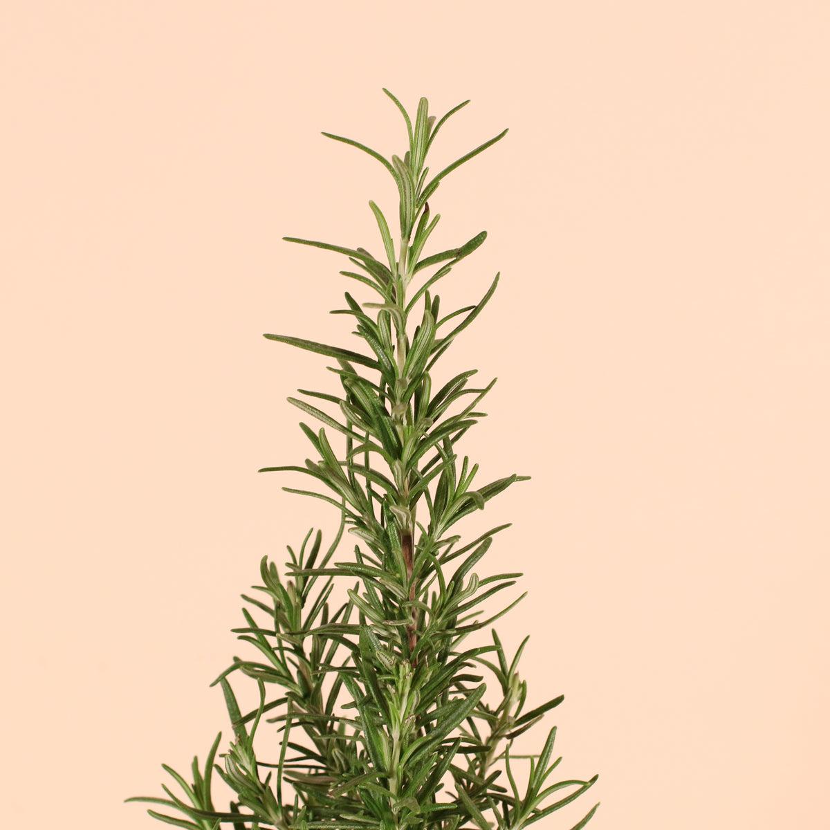 Rosemary