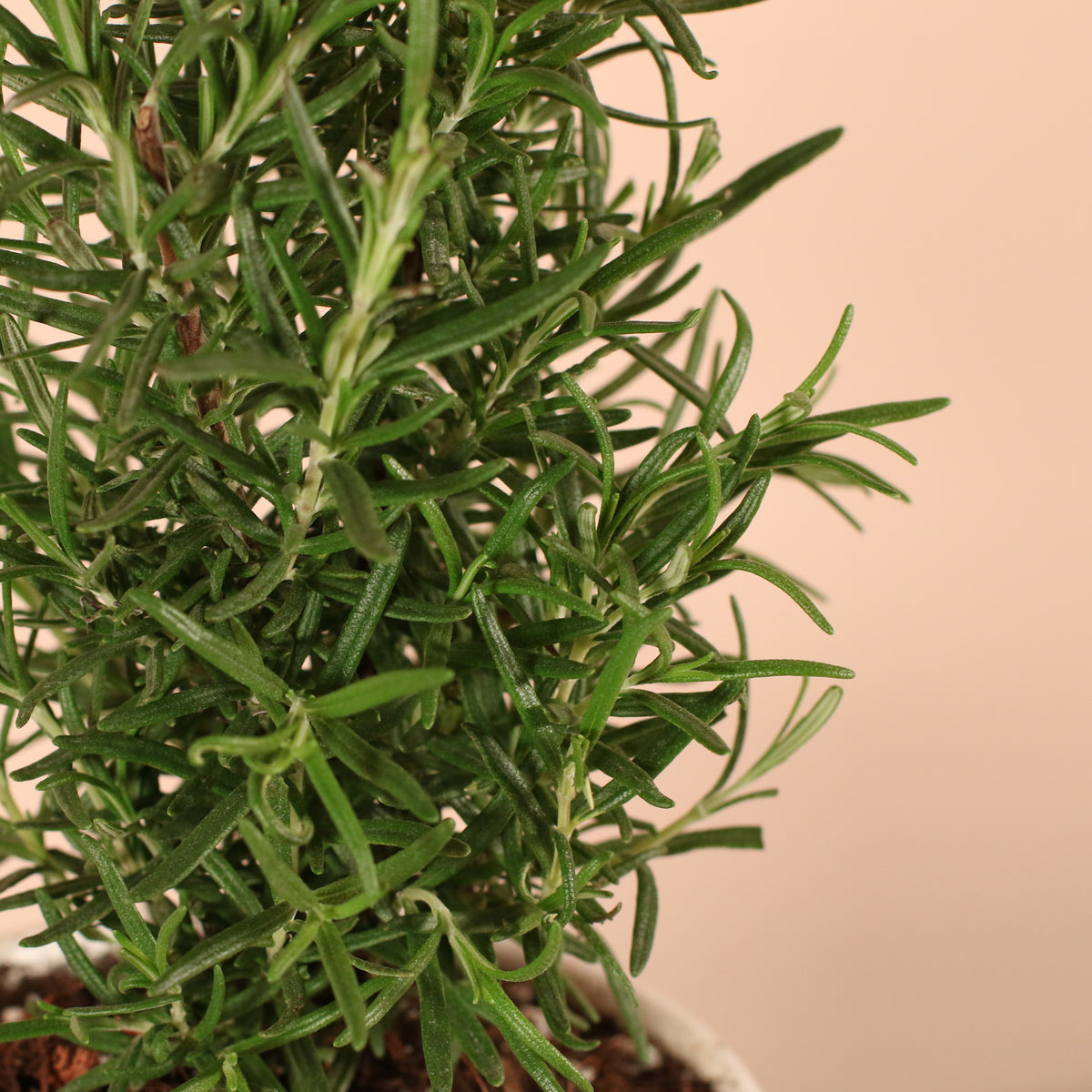 Rosemary plant up close