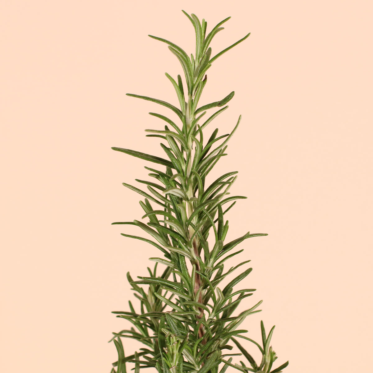 Rosemary