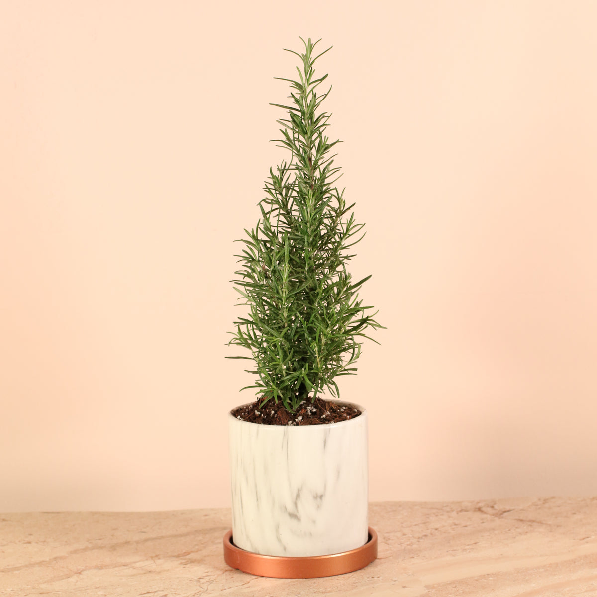 Rosemary Plant