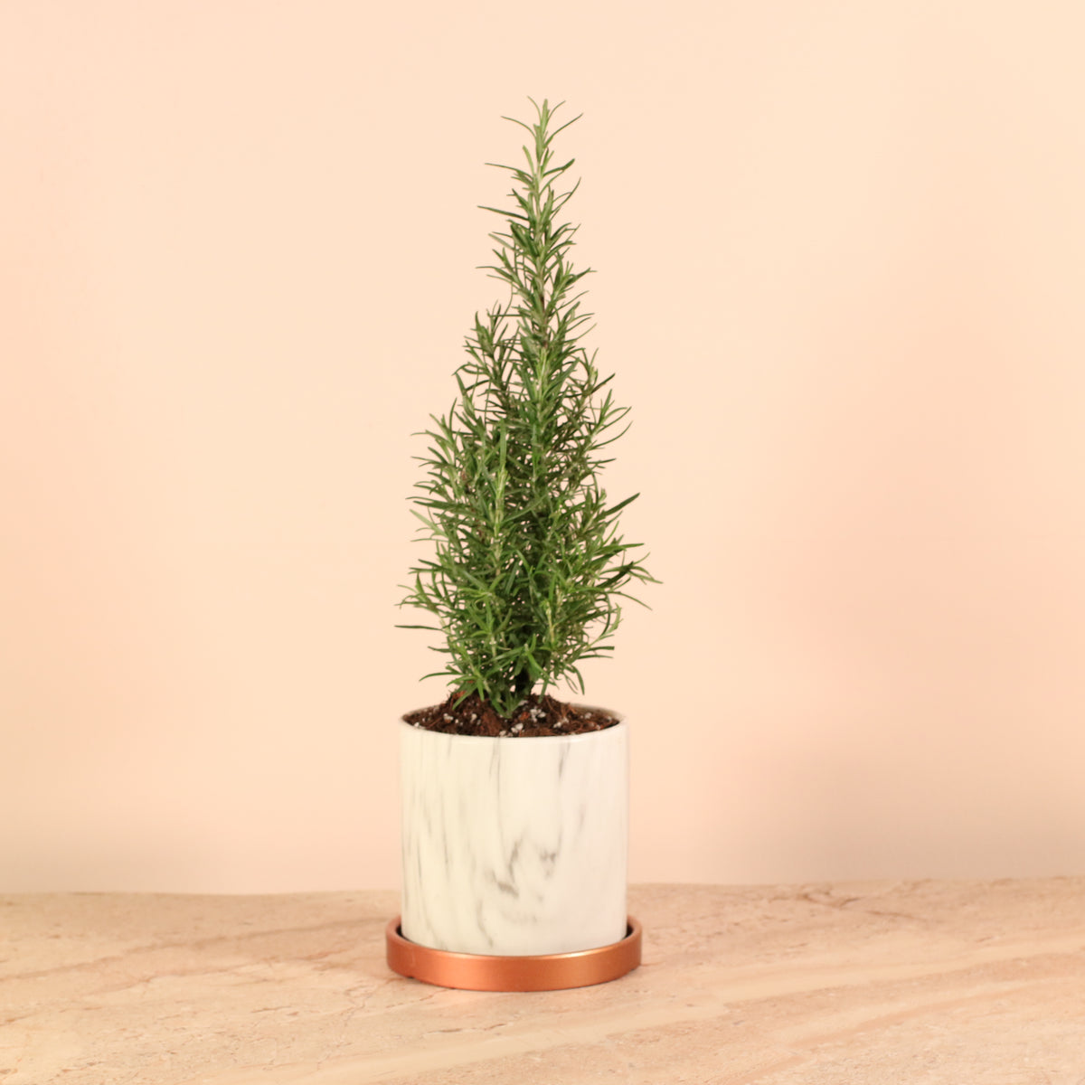 Rosemary Plant