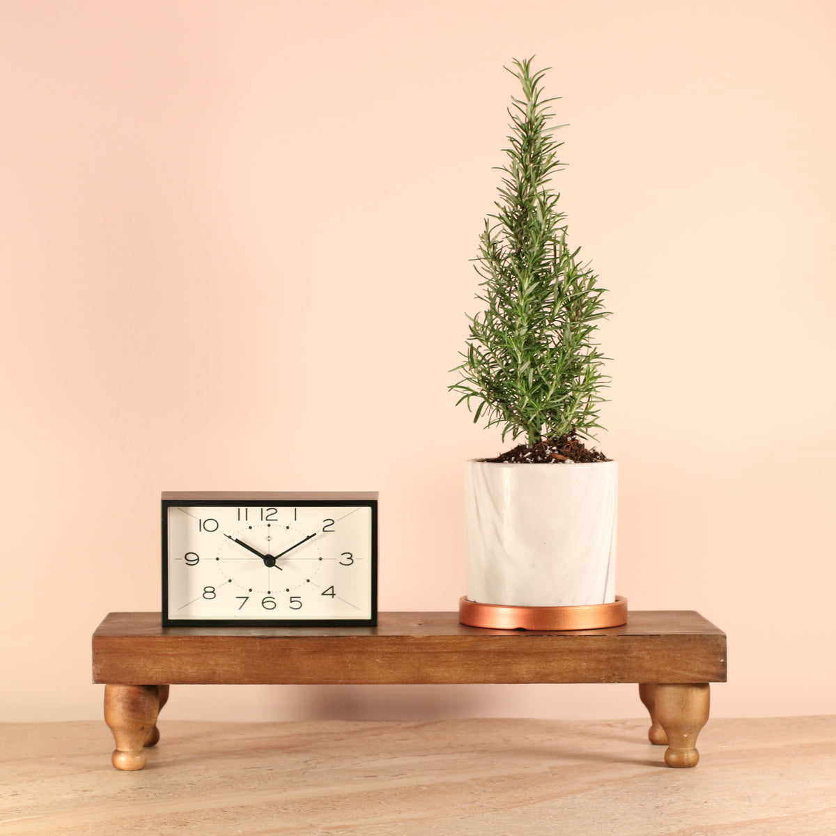 Rosemary in Daphne Planter 4.5 "