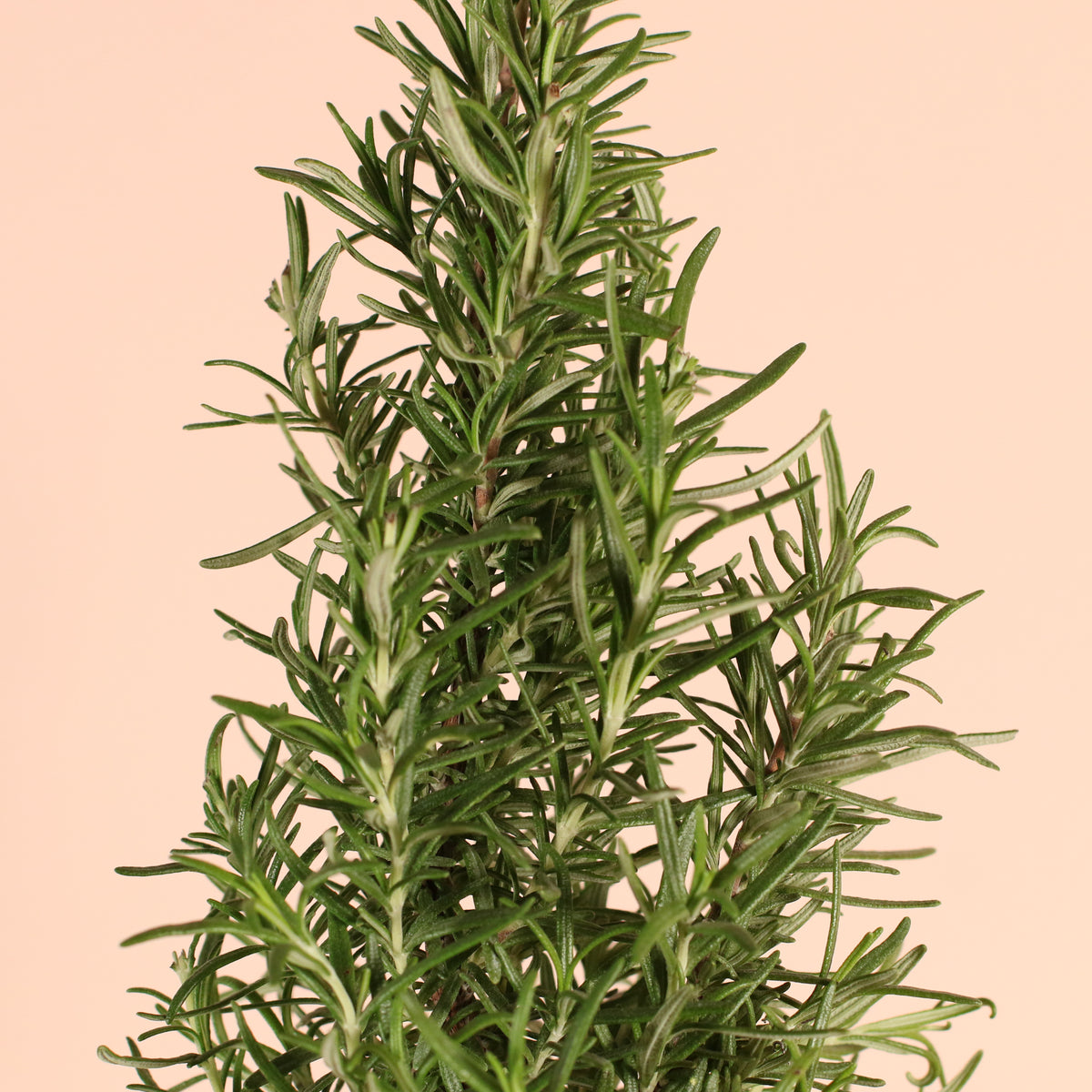 Rosemary Herbs