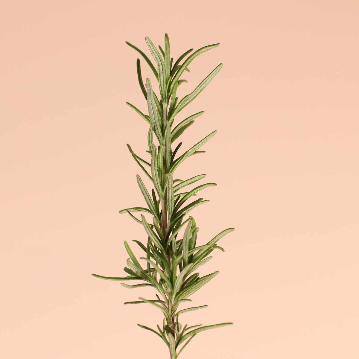 Fresh Rosemary 