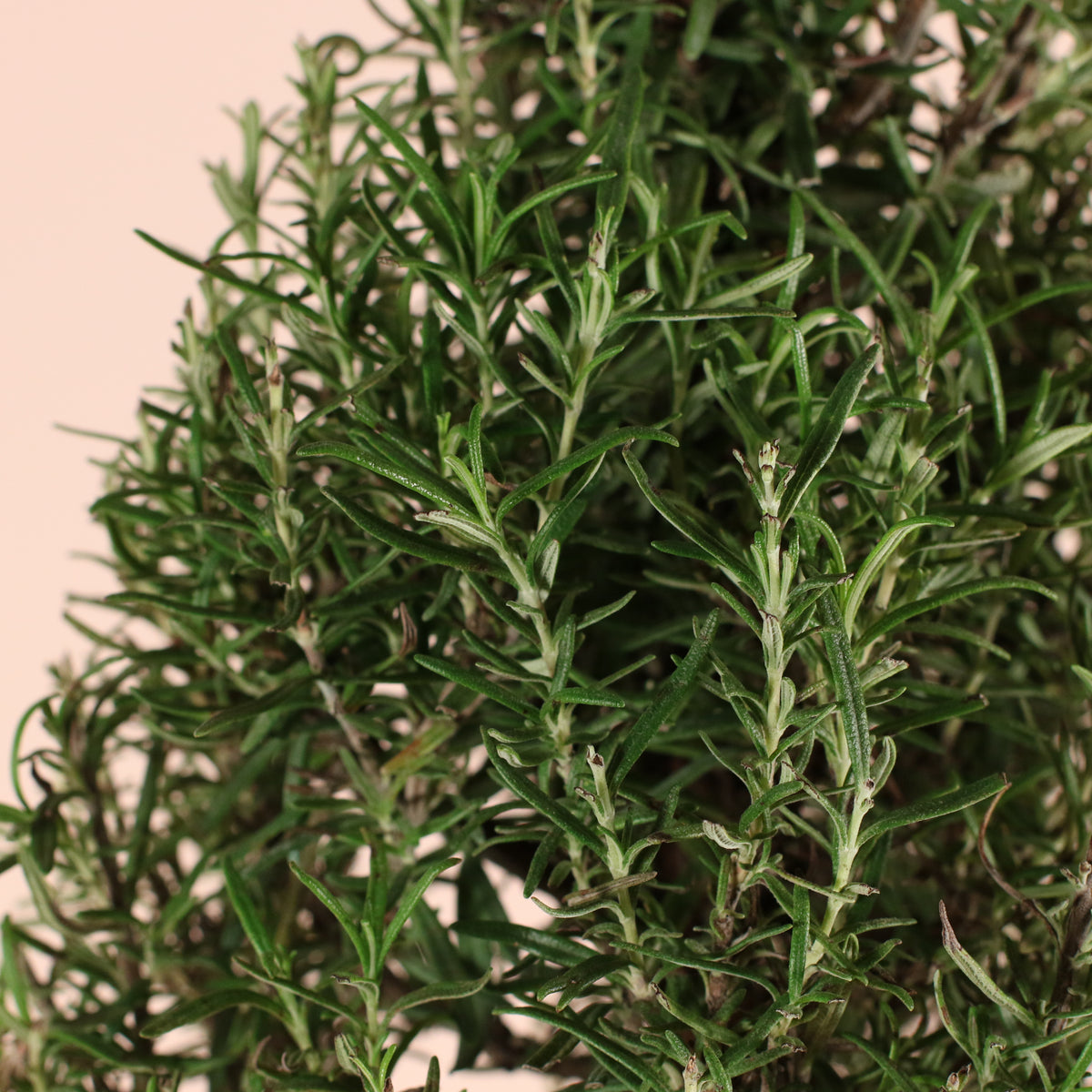 Rosemary