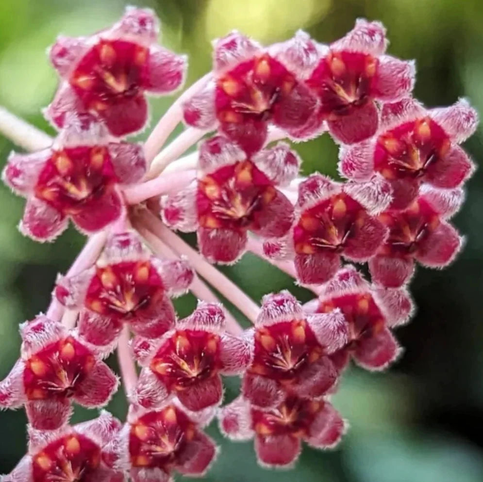 Hoya Rosita Flower