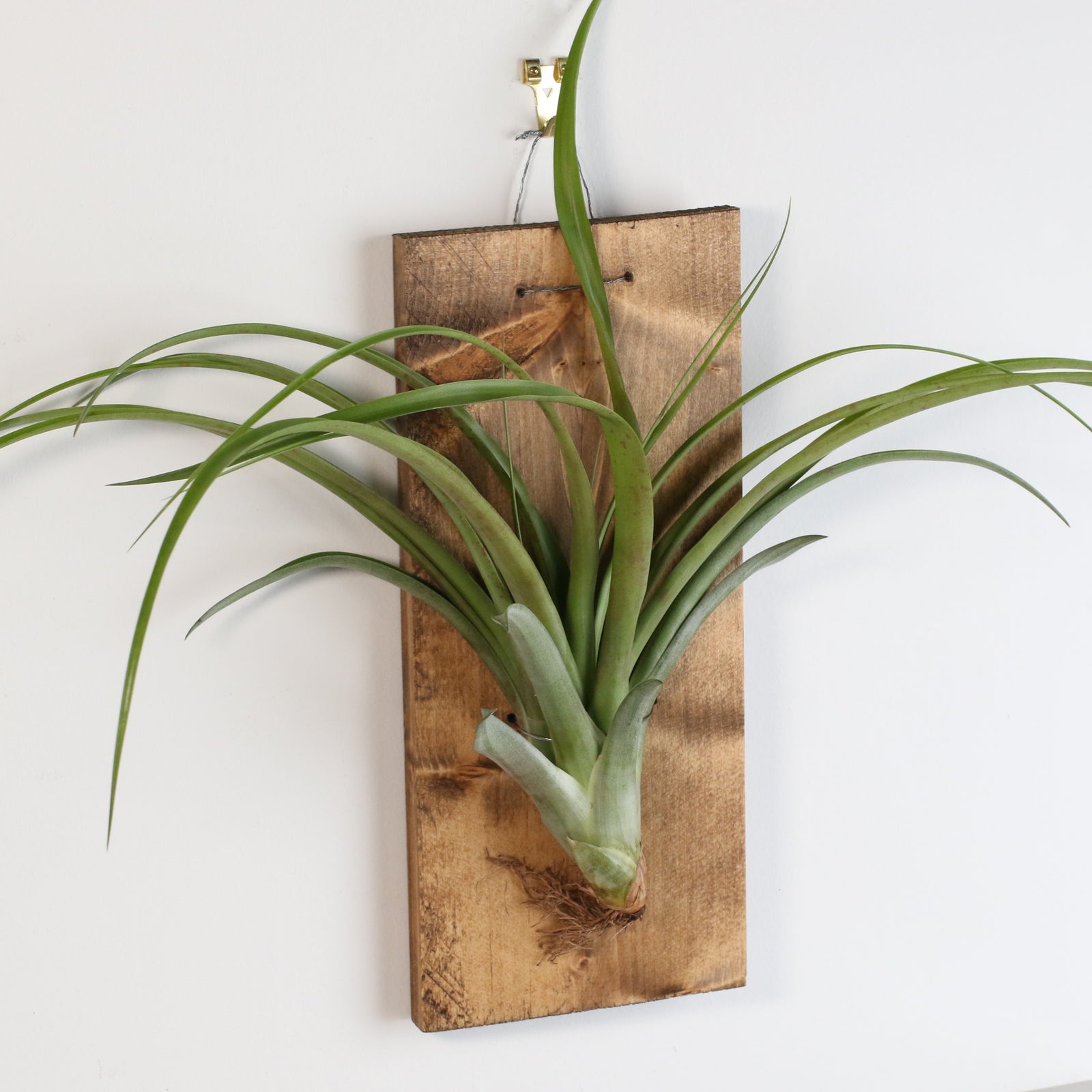 Bare Root Tillandsia Ionatha Rubra 