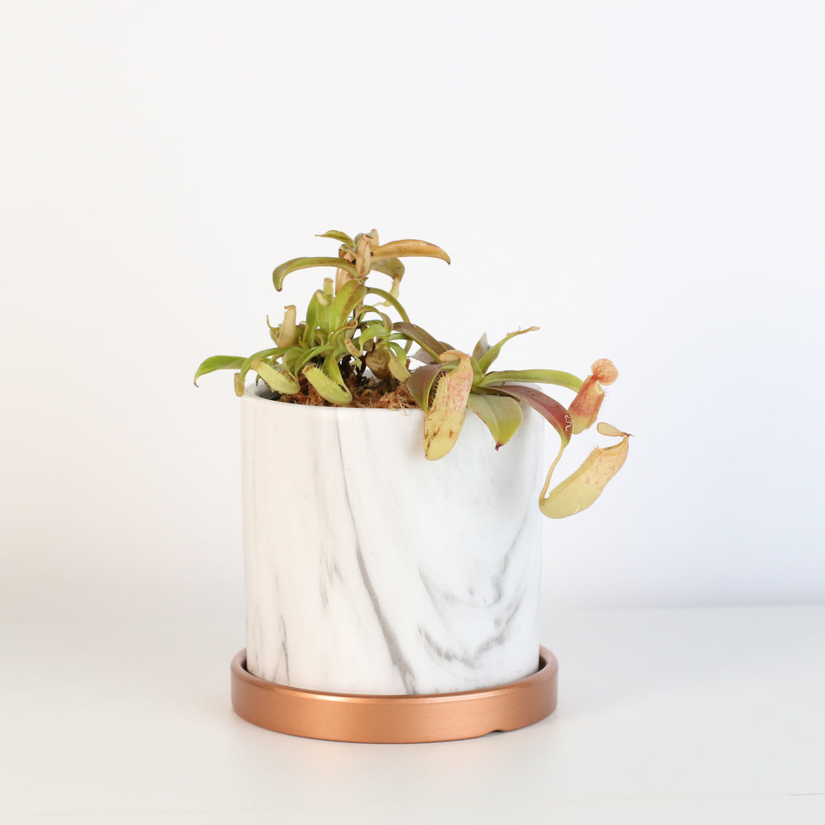 Nepenthes Sanguinea Carnivorous Plant in Daphne 4.5&quot; Ceramic Planter. 