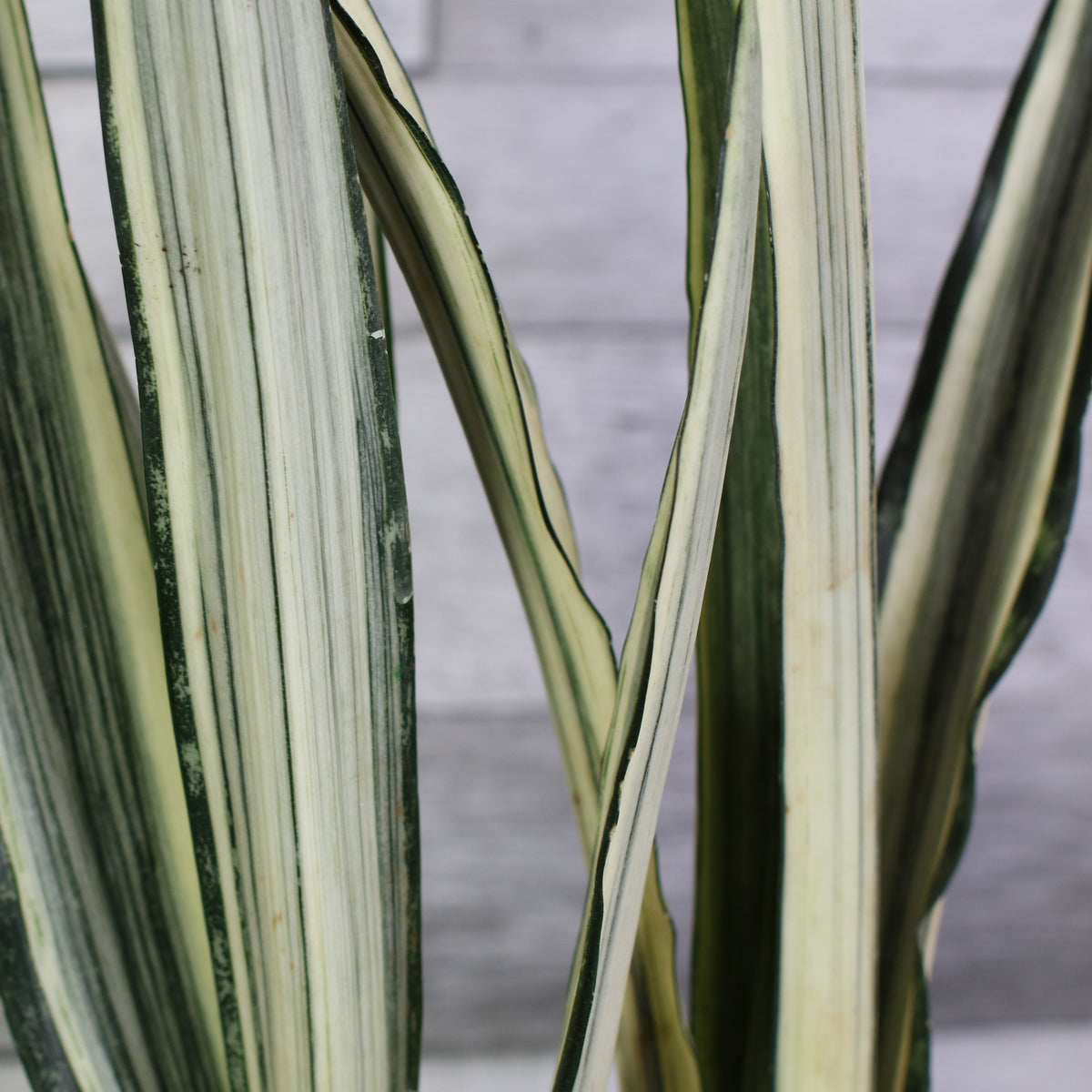 Close up of Sansevieria ‘Bantel’s Sensation