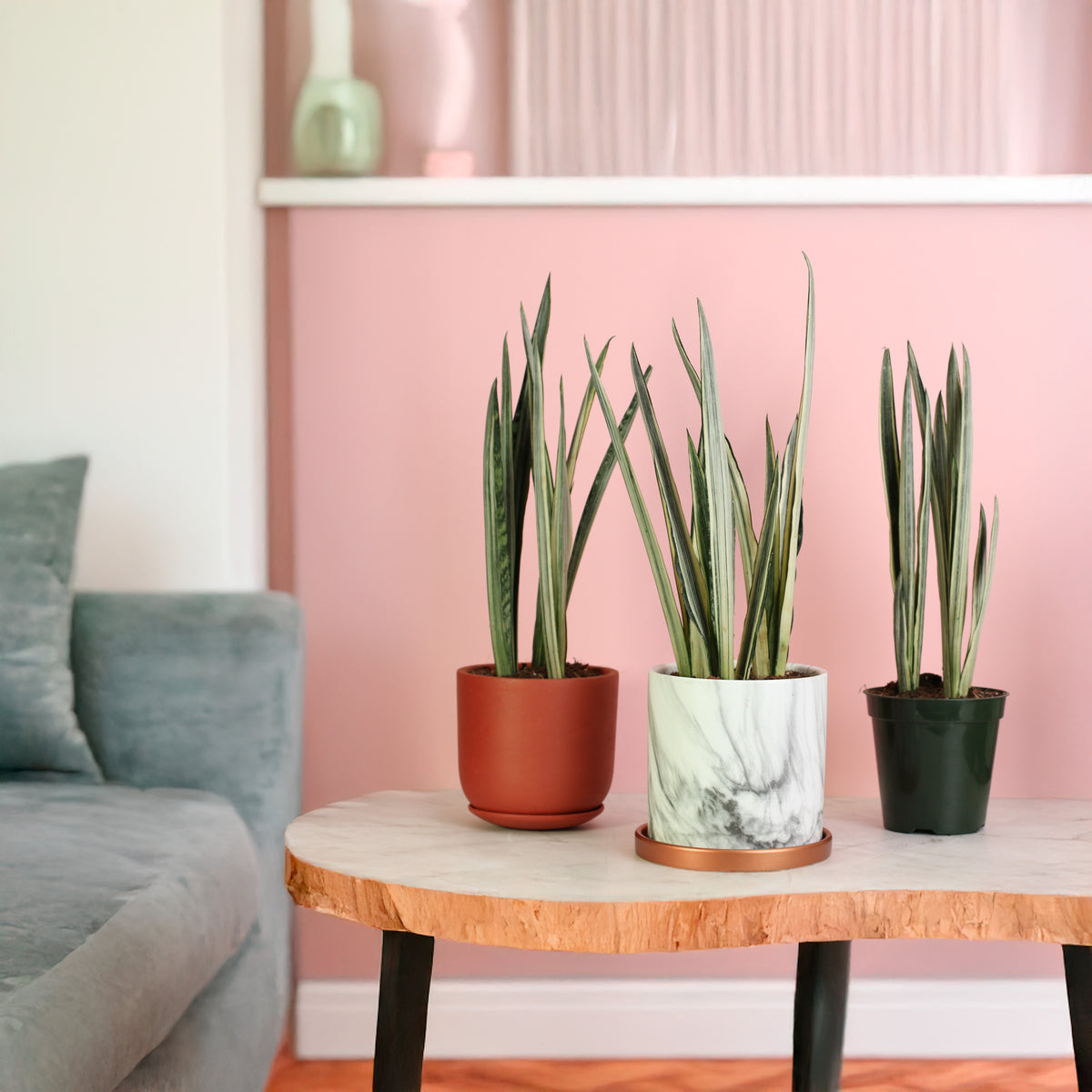 Sansevieria ‘Bantel’s Sensation in 3 unique style planters.  