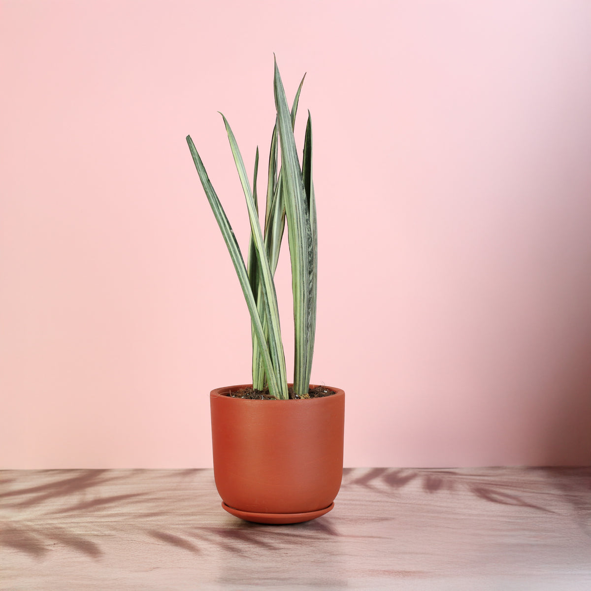 Sansevieria ‘Bantel’s Sensation in Whitney Terracotta 6.5" Planter. 