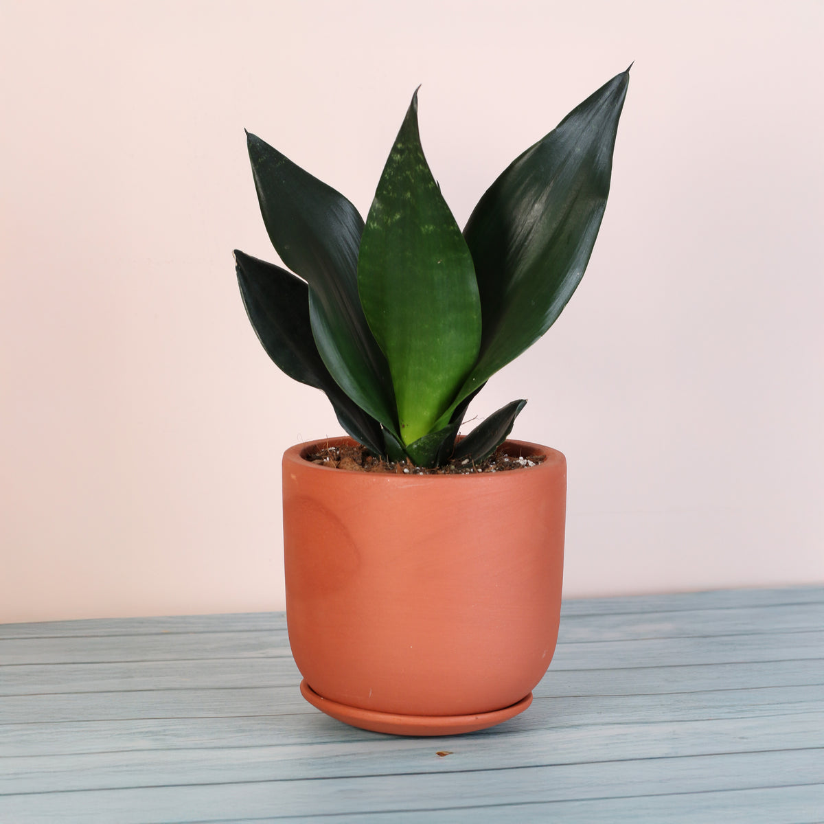 Sansevieria Black Dragon in 6" Terracotta Planter