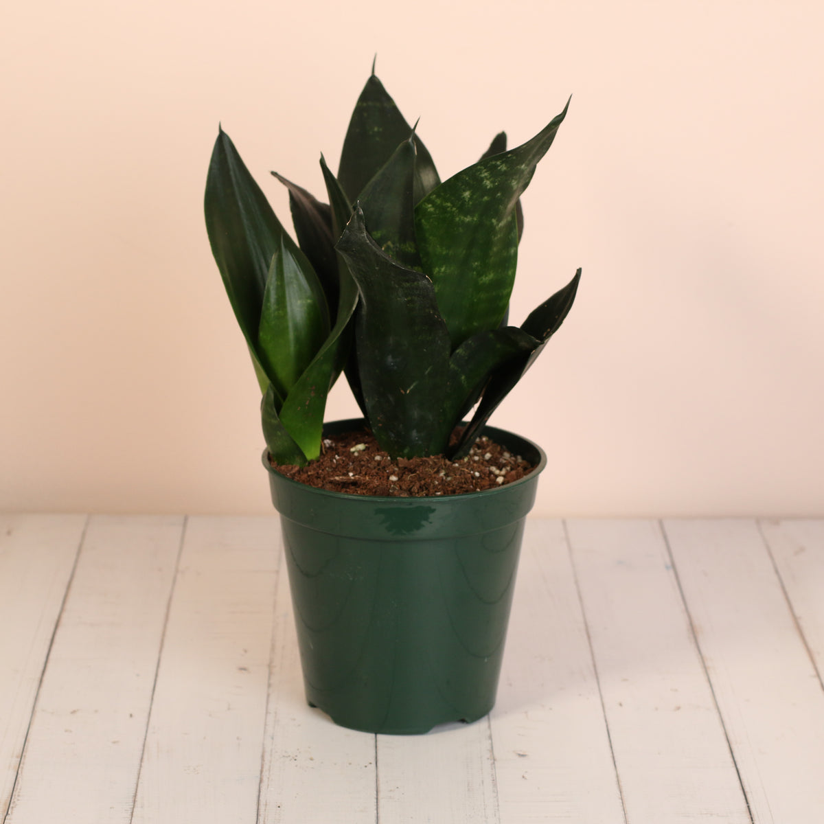 Sansevieria Black Dragon in 6" Nursery Planter