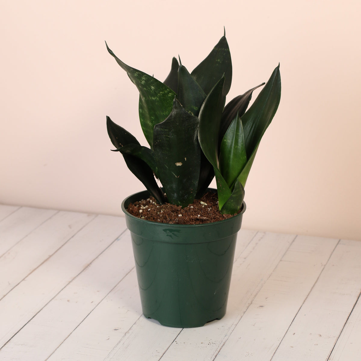 Sansevieria Black Dragon 6" Nursery