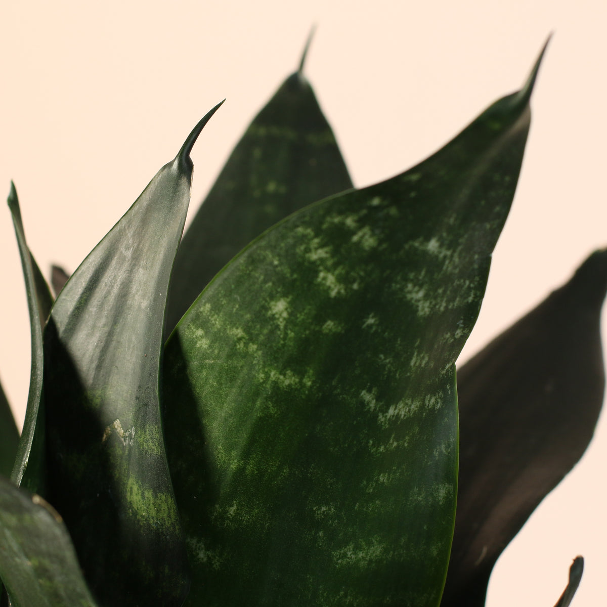 Sansevieria Black Dragon leaves close up.  