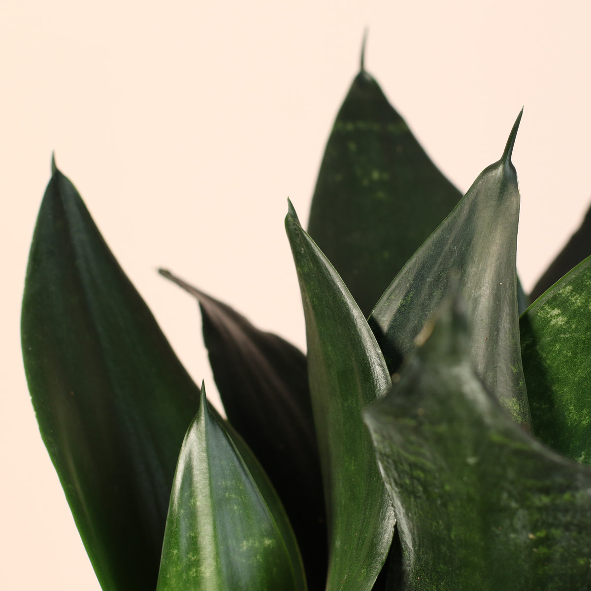 Sansevieria Black Dragon close up of leaves