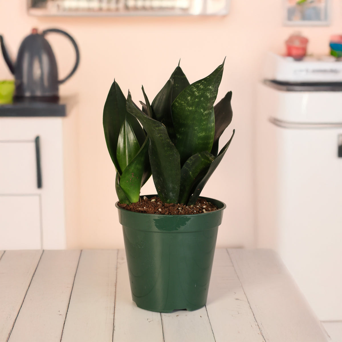 Sansevieria Black Dragon in kitchen