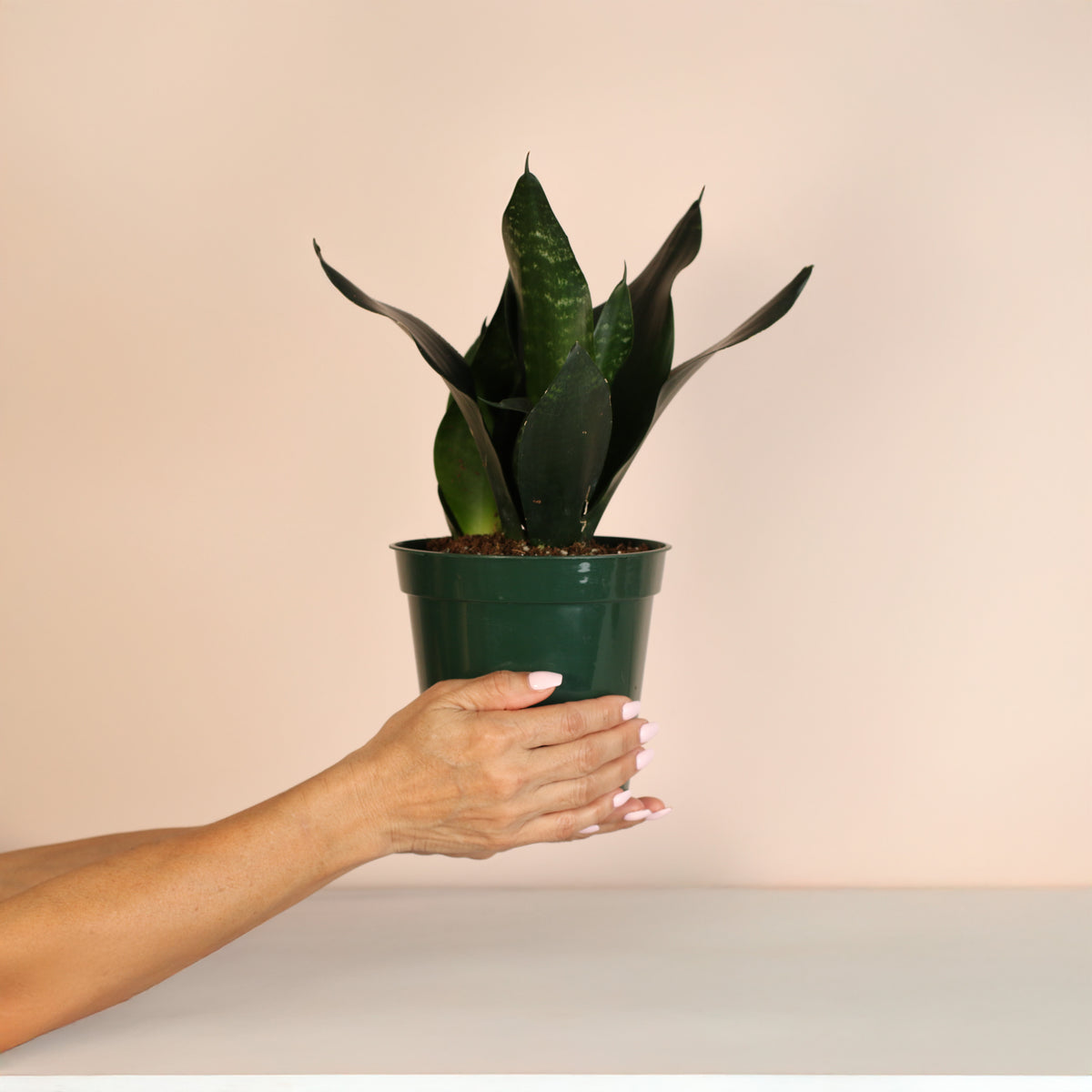 Sansevieria Black Dragon