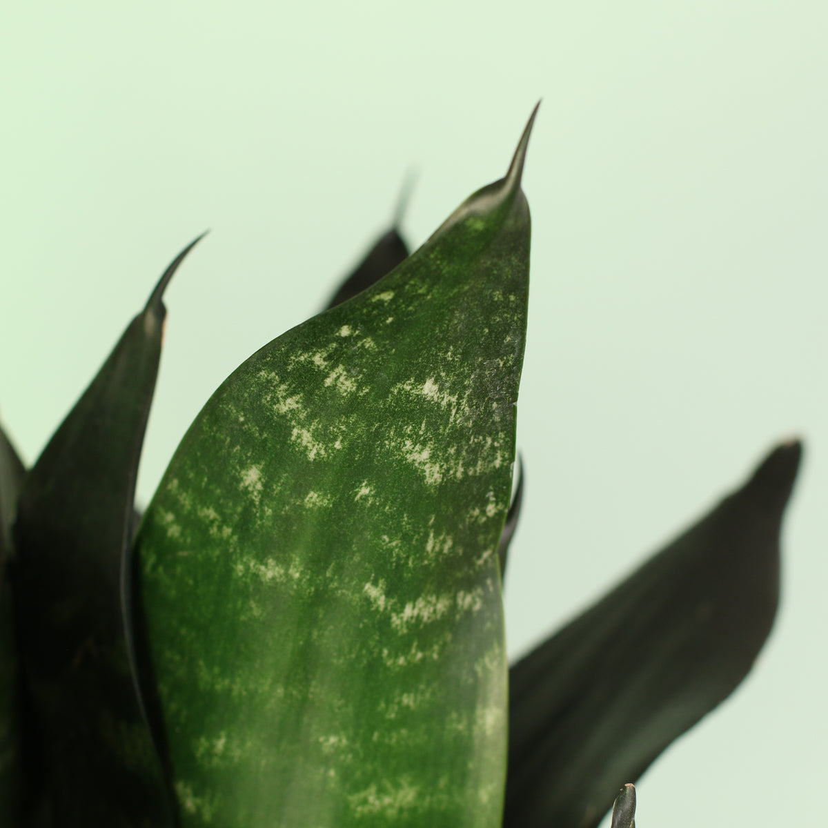 Sansevieria Black Dragon