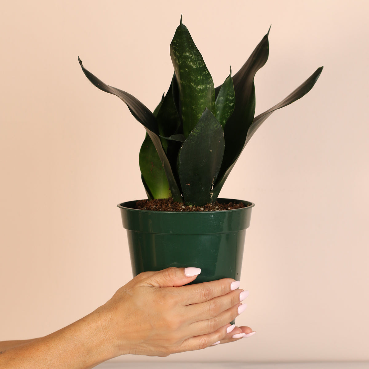 Sansevieria Black Dragon in hand