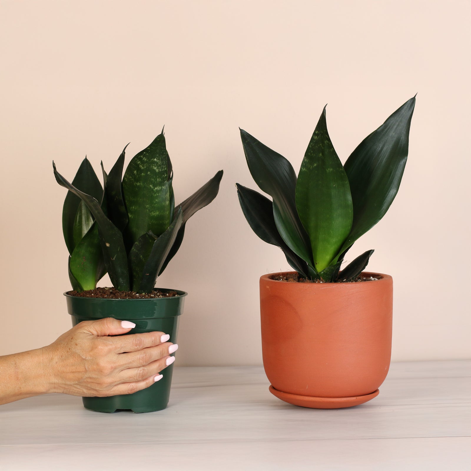 sansevieria bella mutomo Silver Moonshine Sansevieria Snake Plant-Rare
