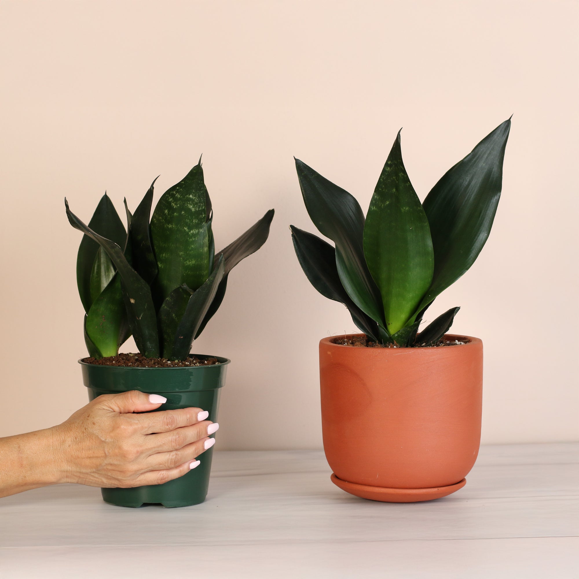 unison sansevieria Yellowstone Sansevieria Snake Plant