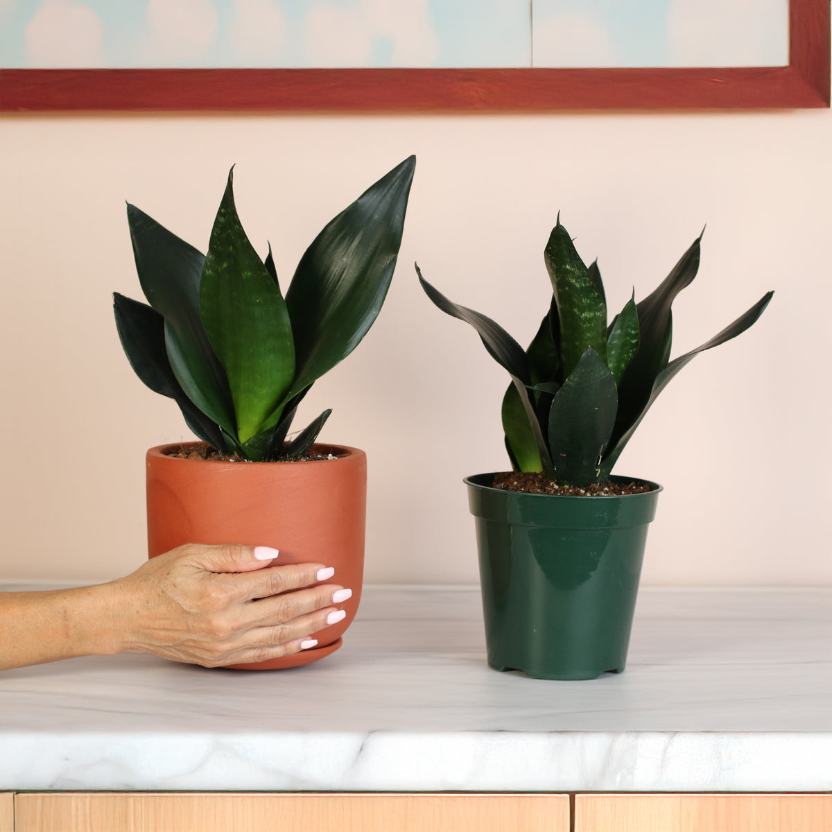 Sansevieria Black Dragon