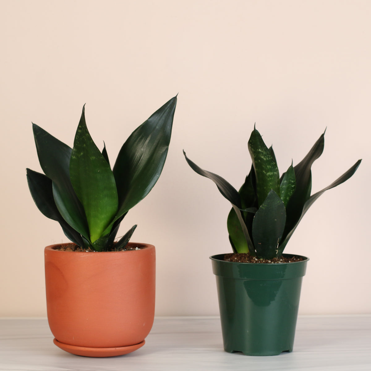 Sansevieria Black Dragon in 6" Terracotta and 6" Nursery