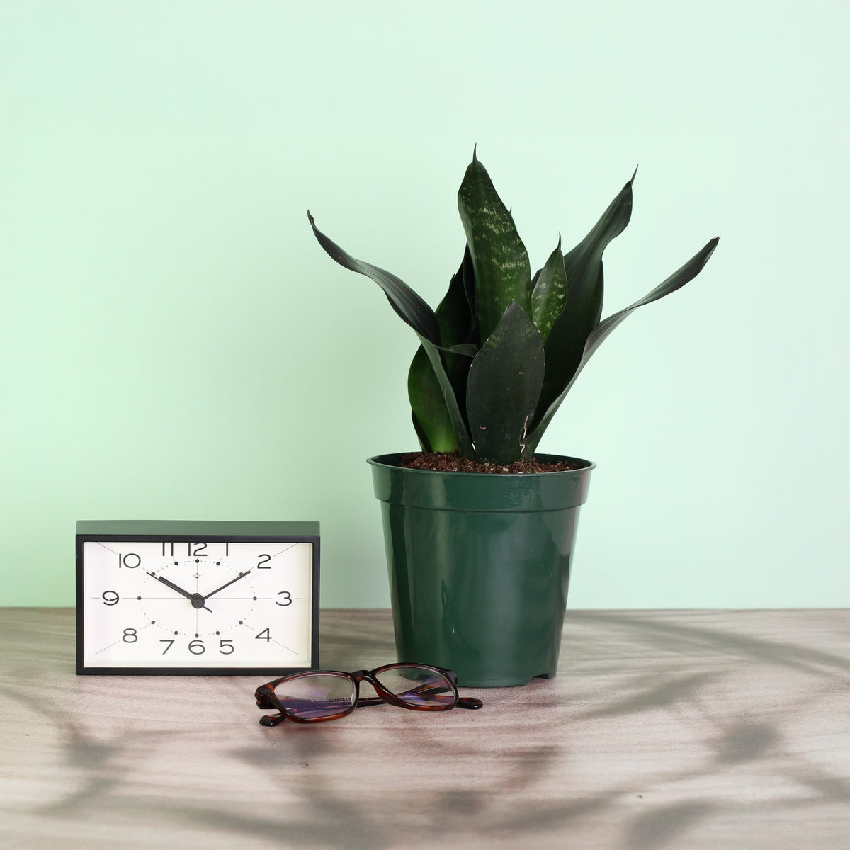 Sansevieria Black Dragon next to clock and reading glasses.
