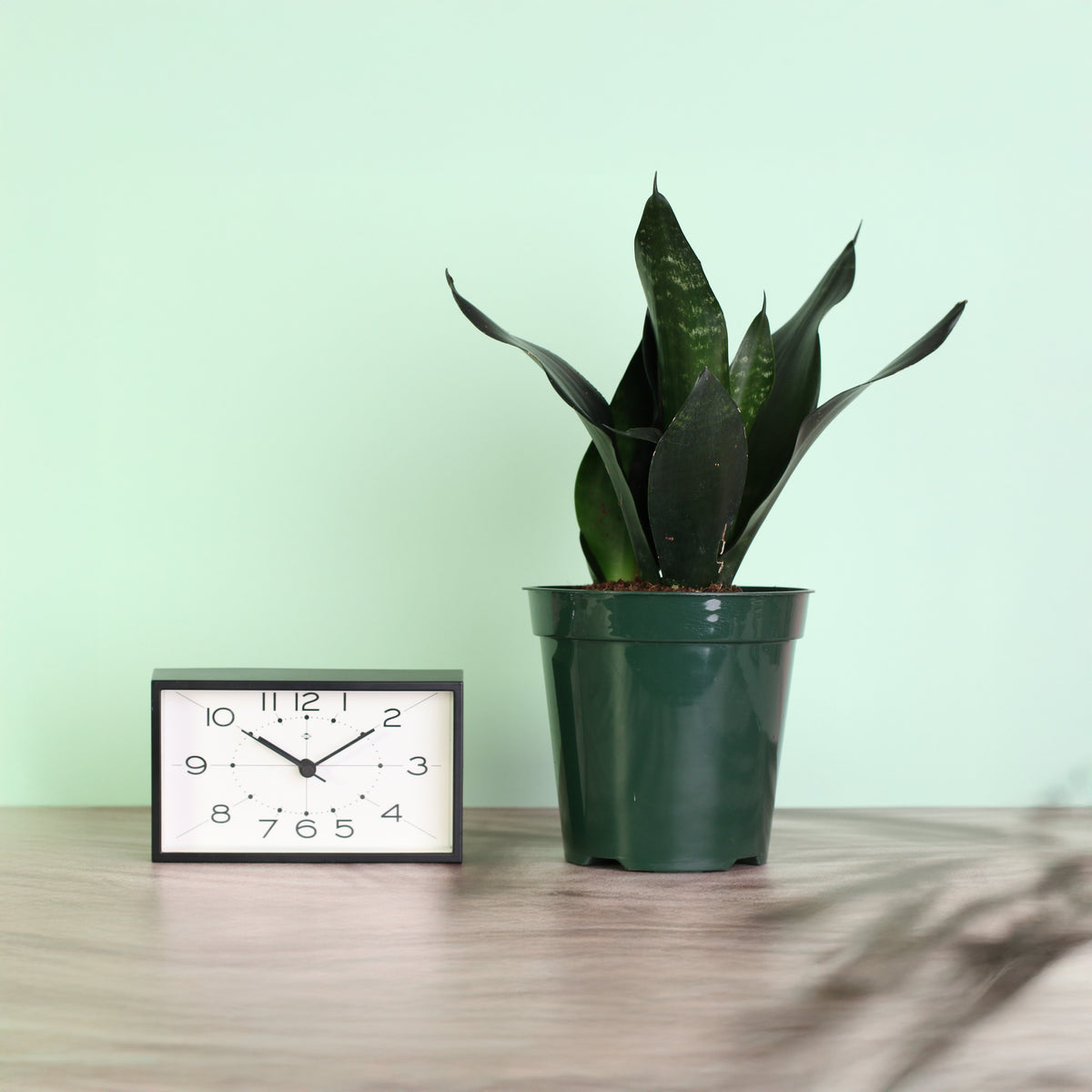 Sansevieria Black Dragon next to clock