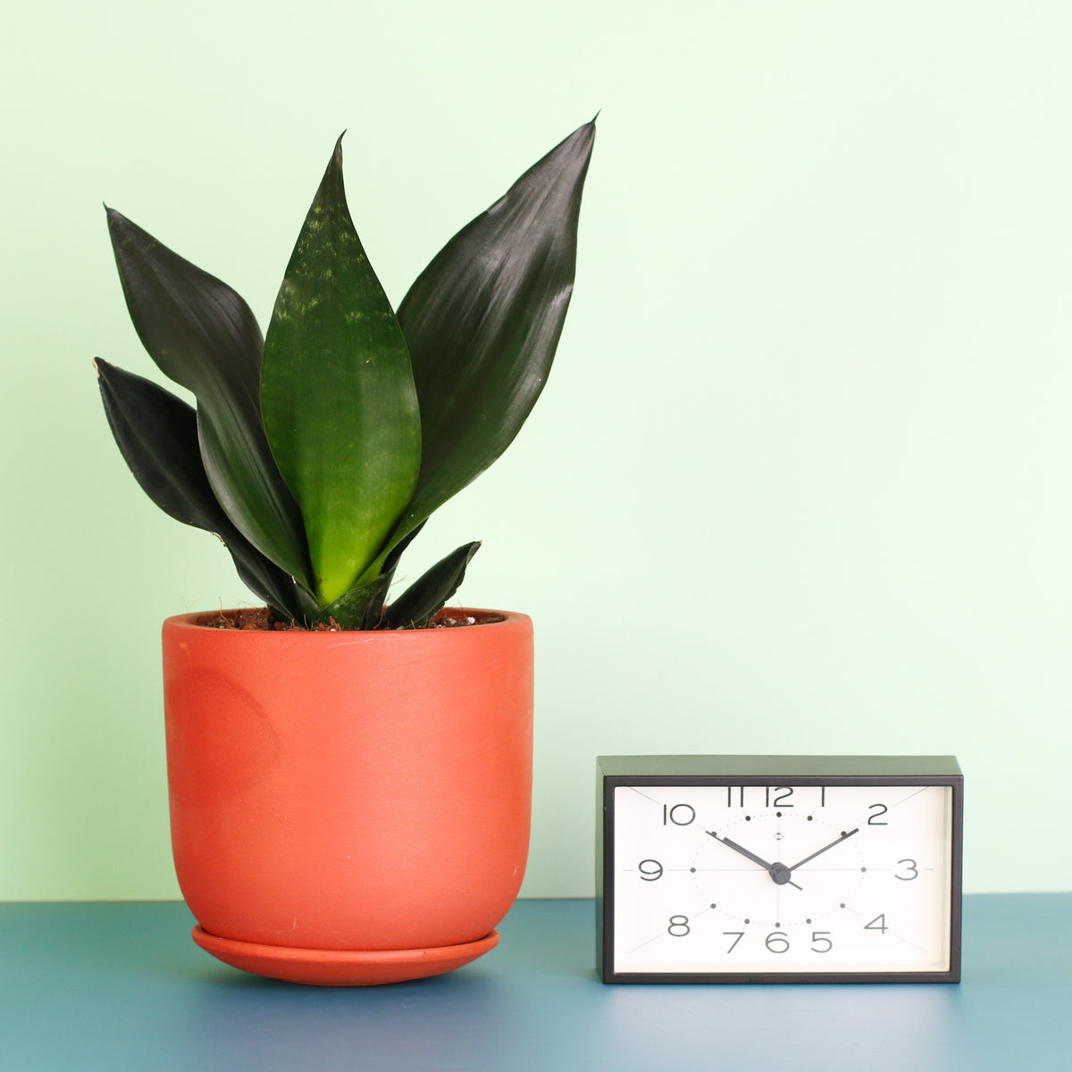 Sansevieria Black Dragon in terracotta next to clock