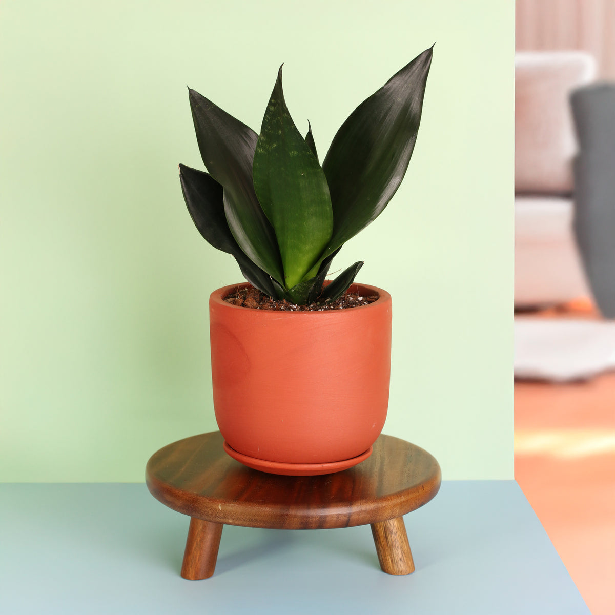 Rare Sansevieria Black Dragon in terracotta planter
