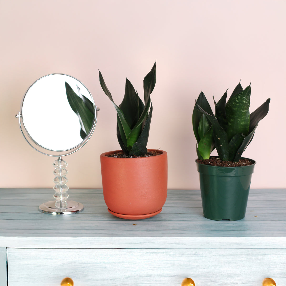 Sansevieria Black Dragon on top of vanity next to mirror. 