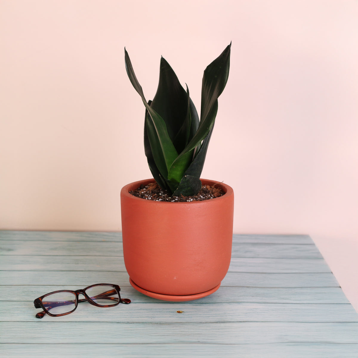 Sansevieria Black Dragon on table top