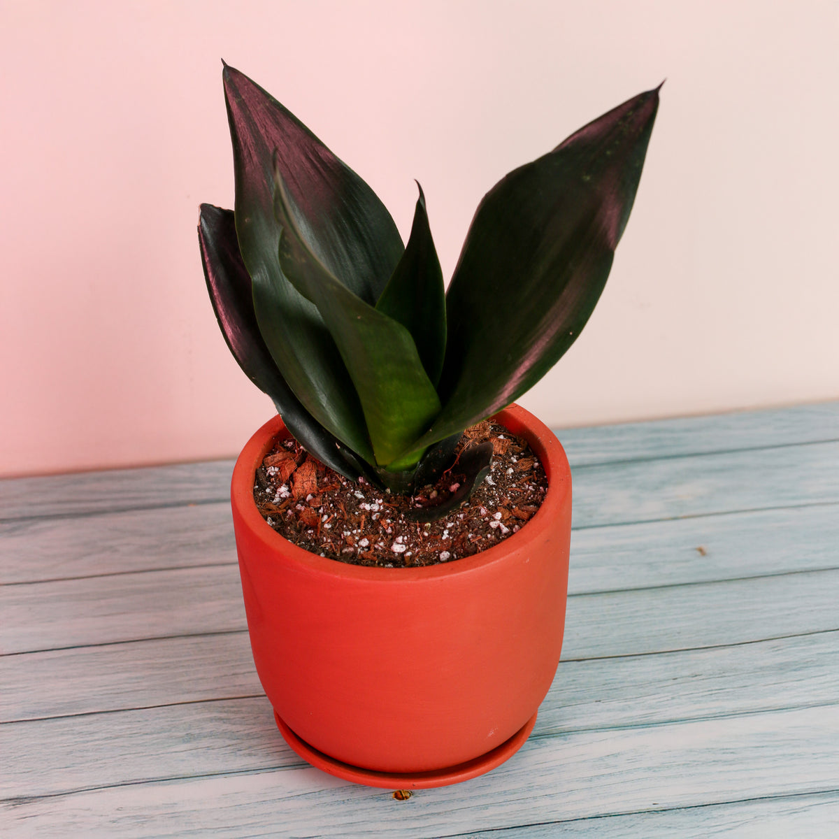 Sansevieria Black Dragon in terracotta
