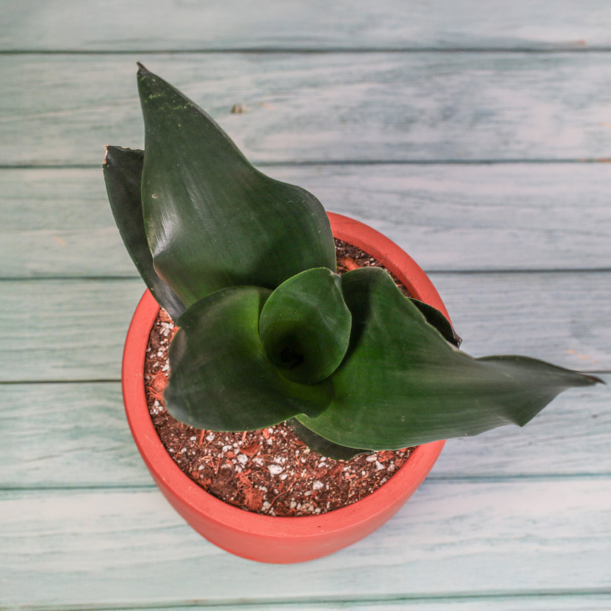 Sansevieria Black Dragon top view