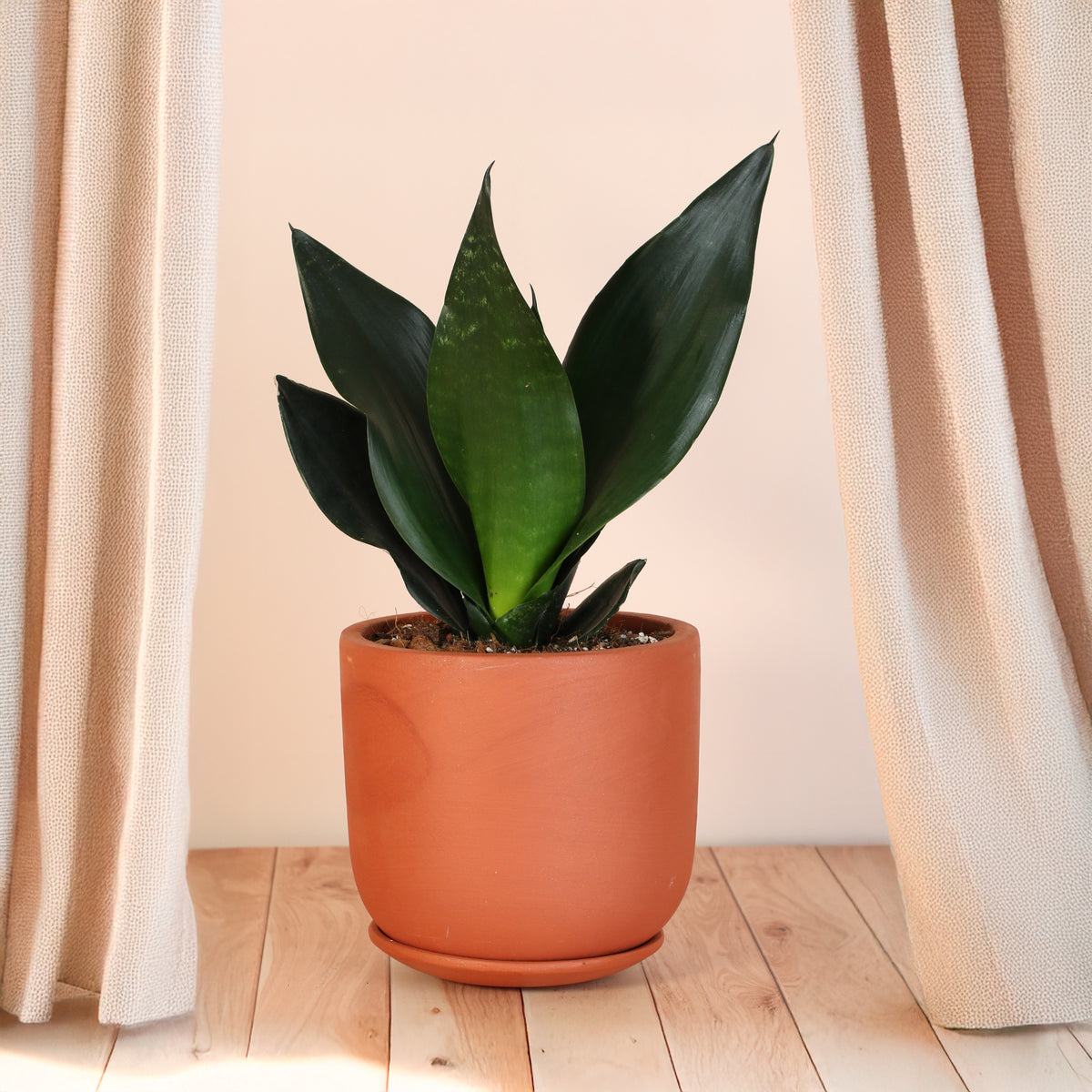 Sansevieria Black Dragon