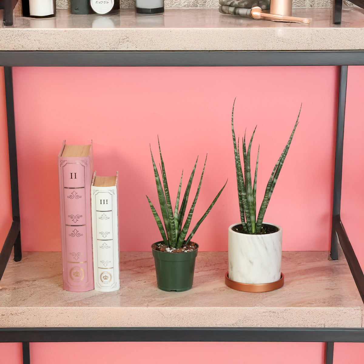 Sansevieria Fernwood plants on book shelf. 