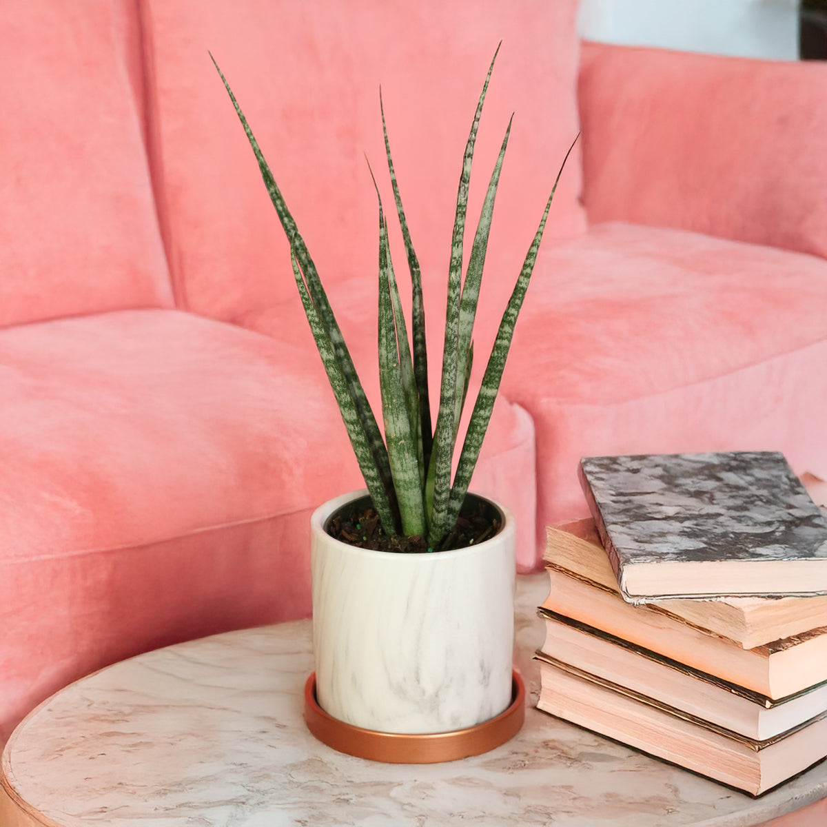 Sansevieria Fernwood in Daphne Planter
