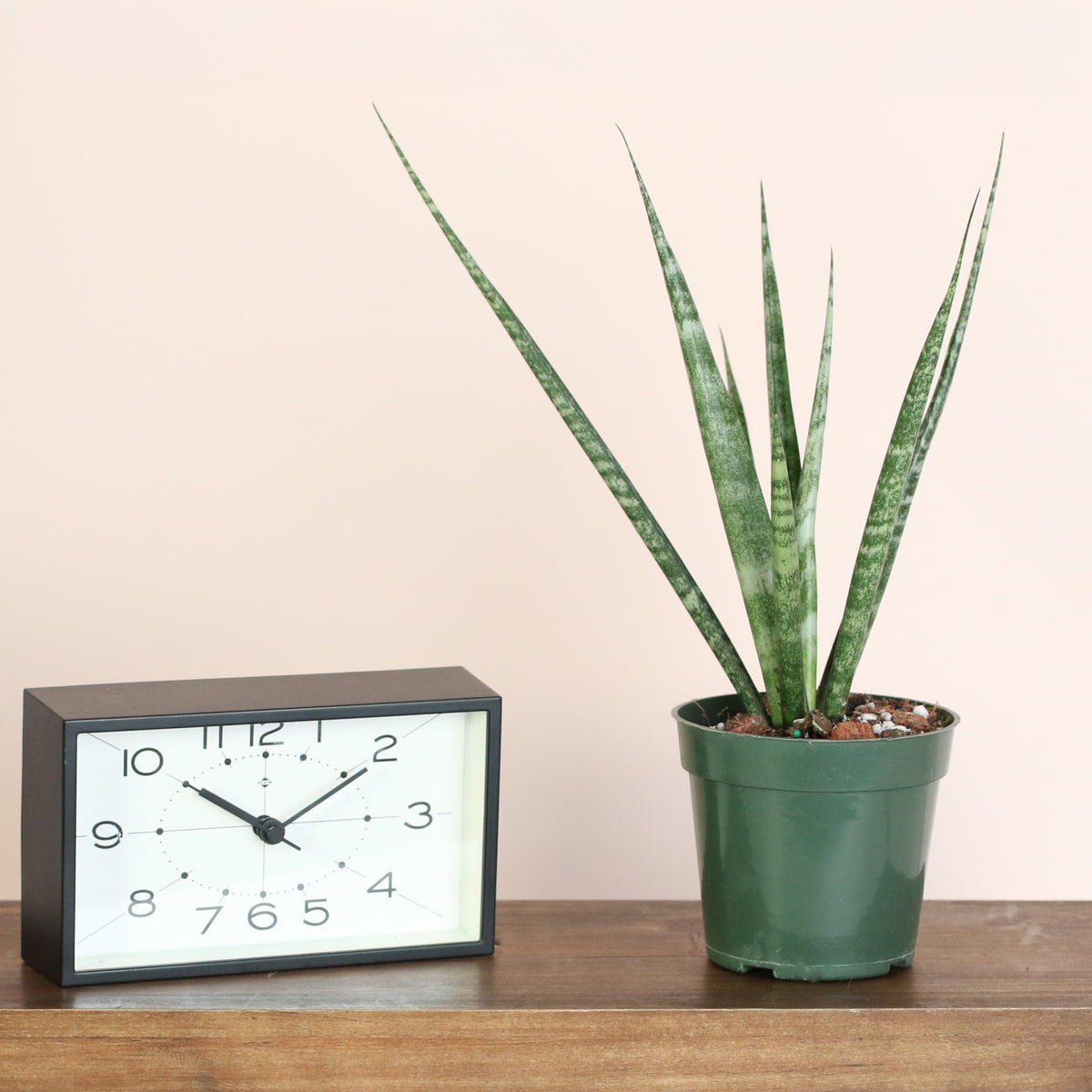Sansevieria Fernwood on table.