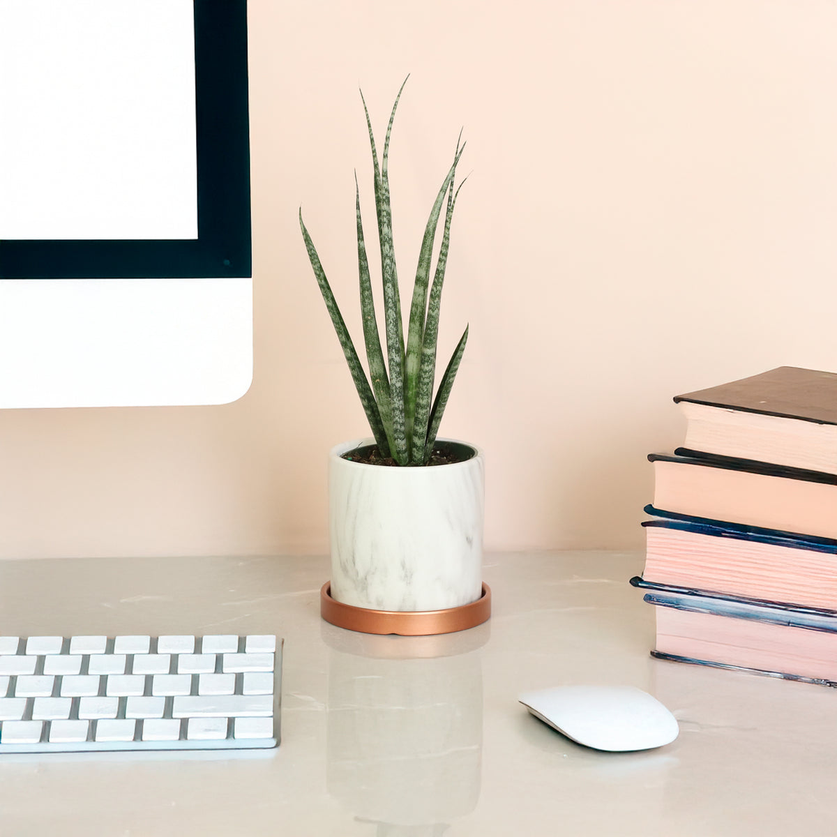 Sansevieria Fernwood on desk. 