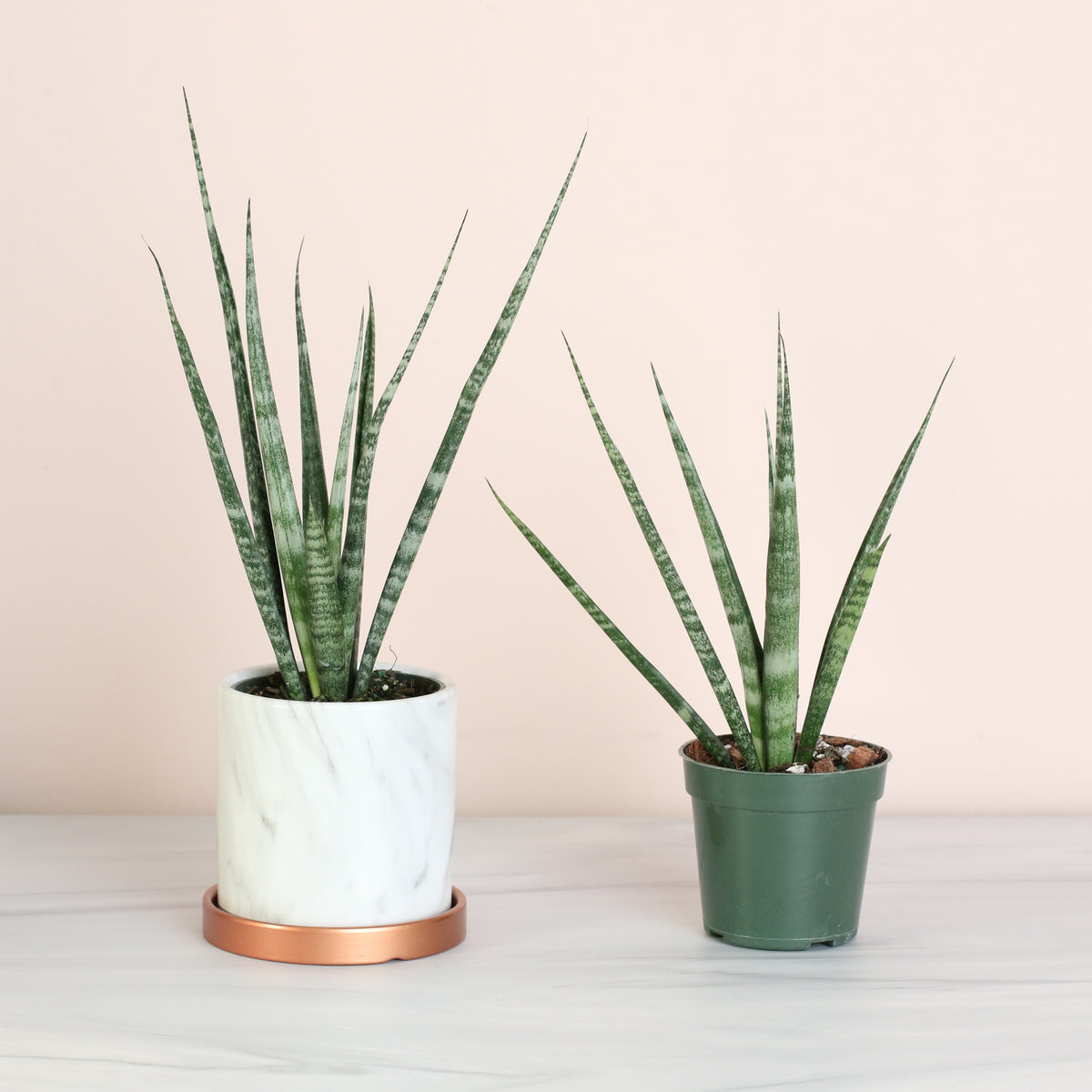 Sansevieria Fernwood plants