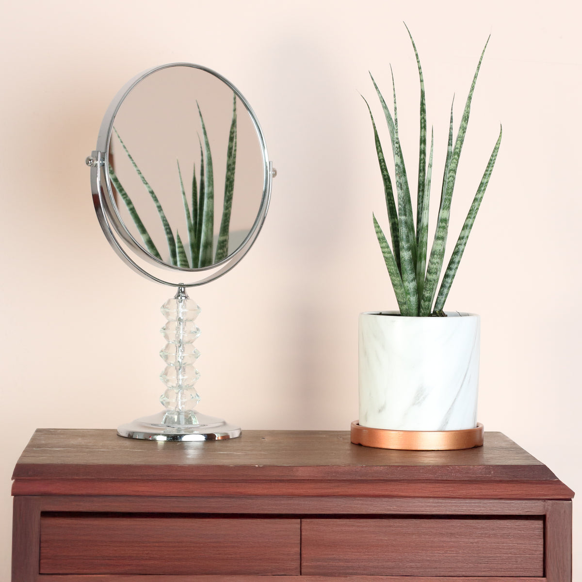 Sansevieria Fernwood next to mirror. 