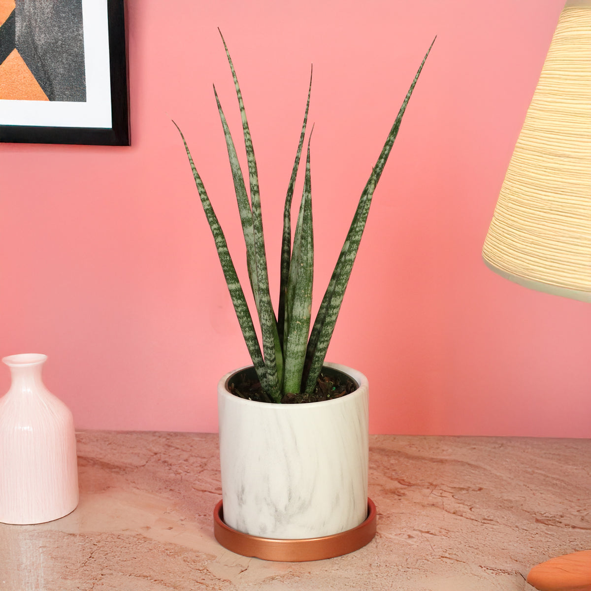 Sansevieria Fernwood in Daphne. 