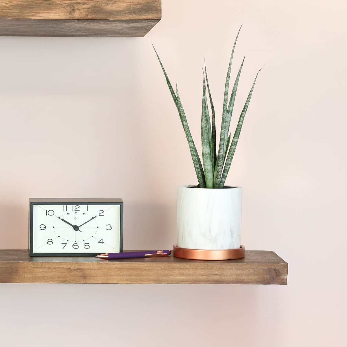 Sansevieria Fernwood on shelf. 