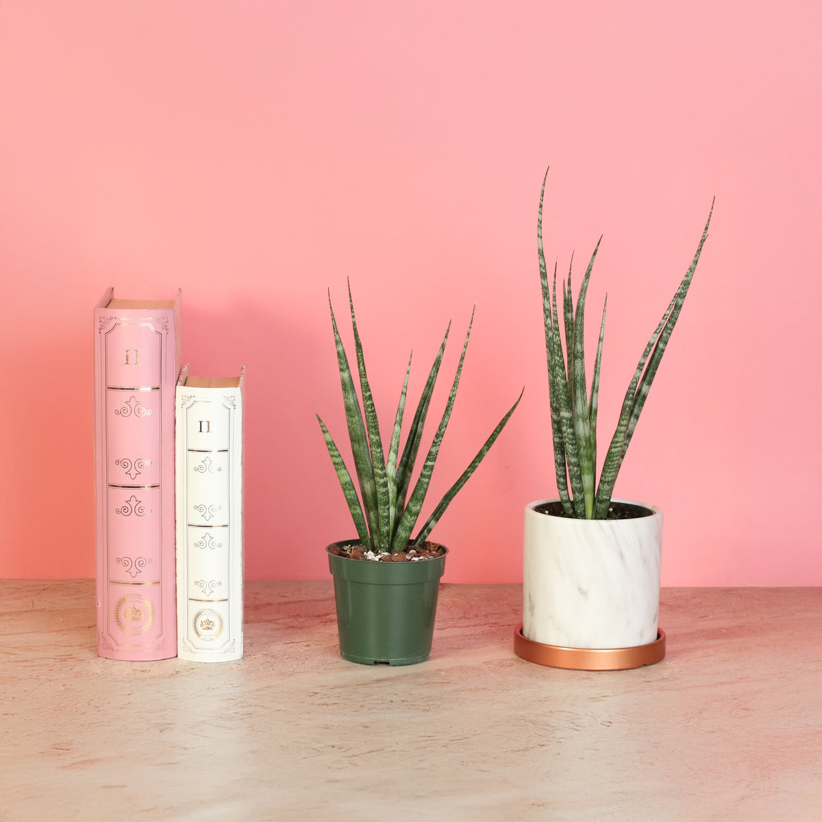 Sansevieria Fernwood plants