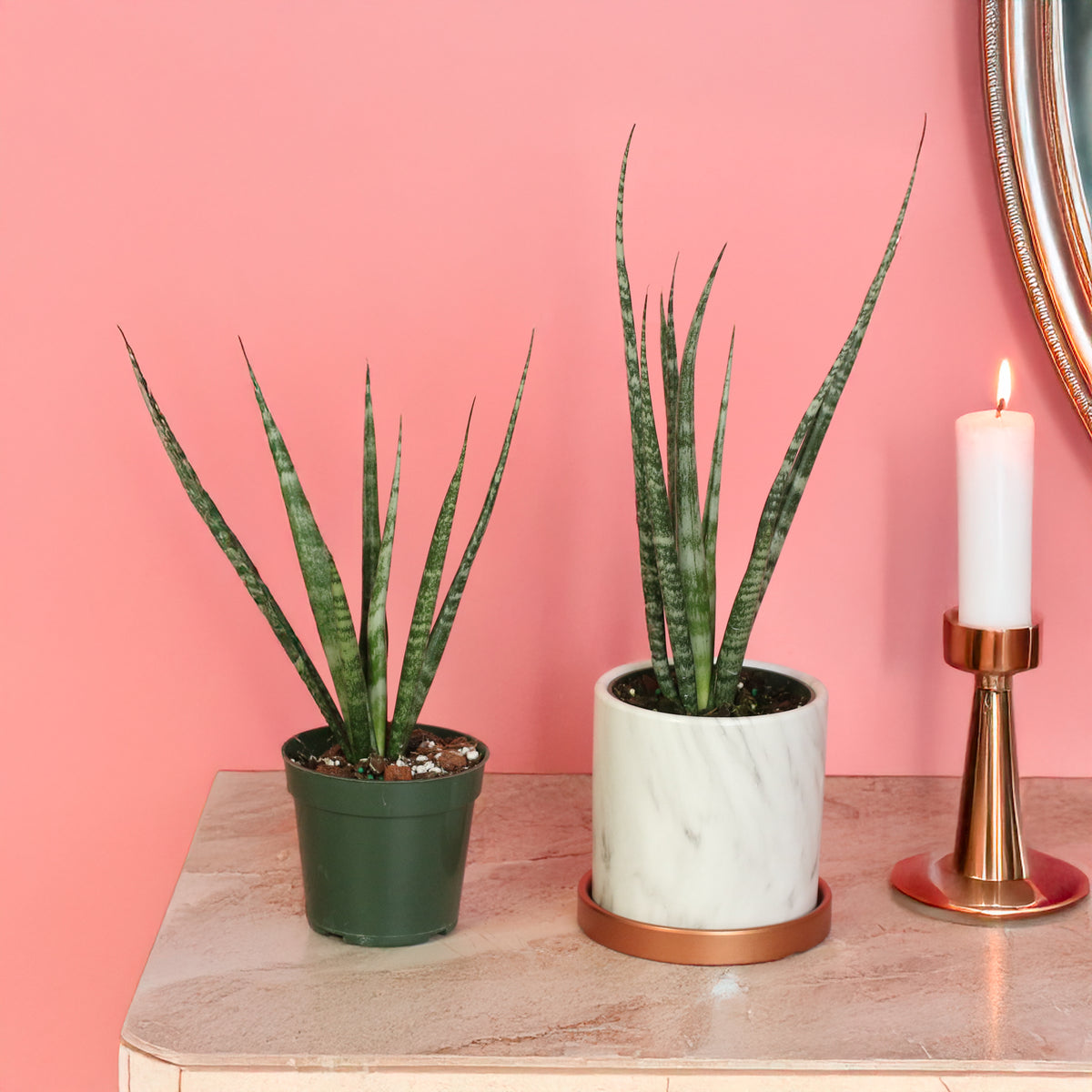 Sansevieria Fernwood plants on dresser