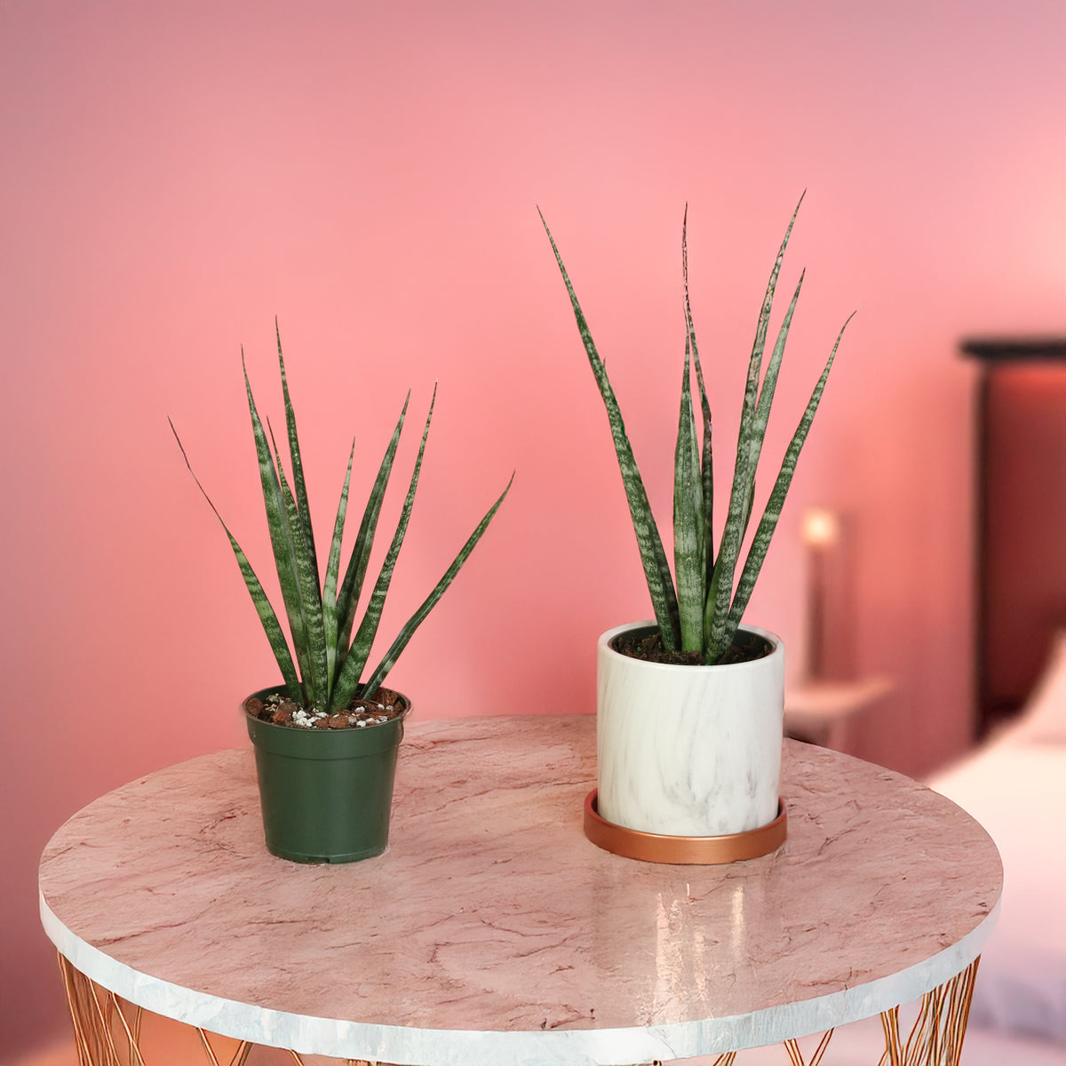 Sansevieria Fernwood plants on coffee table